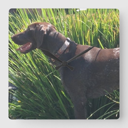 Wall Clock with German Shorthair Pointer Quadratische Wanduhr (Vorderseite)