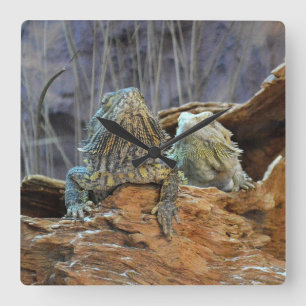 Wall Clock with two curious lizards Quadratische Wanduhr