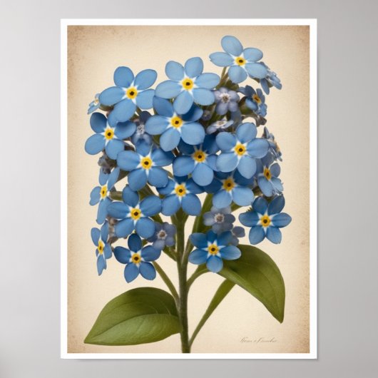 Wall Poster Schönes Vergessen-Me-Not-Blume-Poster (Vorne)