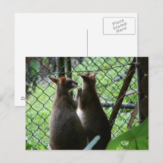 Wallabies Postkarte (Vorne/Hinten)
