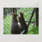 Wallabies Postkarte (Vorderseite)