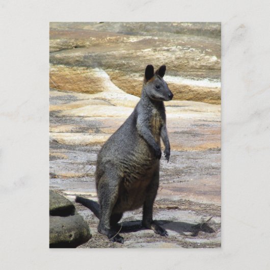 Wallabische Felsen Postkarte (Vorderseite)
