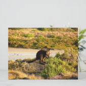Wallaby an der Riverside (Stehend Vorderseite)