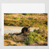 Wallaby an der Riverside (Vorne/Hinten)