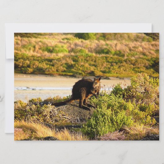 Wallaby an der Riverside (Vorderseite)