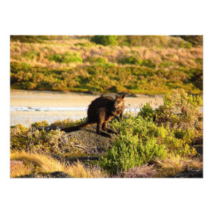 Wallaby an der Riverside Fotodruck