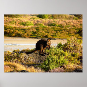 Wallaby an der Riverside Poster