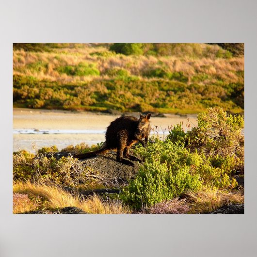 Wallaby an der Riverside Poster (Vorne)
