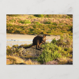 Wallaby an der Riverside Postkarte