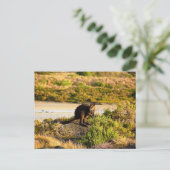 Wallaby an der Riverside Postkarte (Stehend Vorderseite)