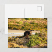 Wallaby an der Riverside Postkarte (Vorne/Hinten)