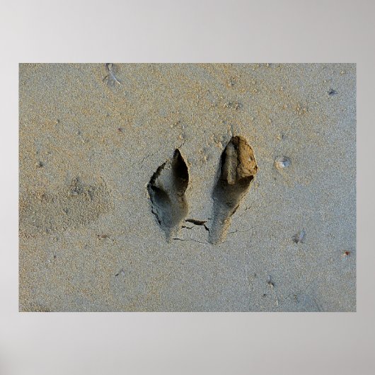 Wallaby Footprints in Sand Poster (Vorne)
