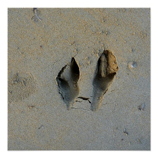 Wallaby Footprints in Sand Poster (Vorderseite)