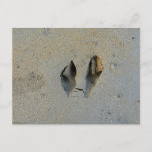 Wallaby Footprints in Sand Postkarte