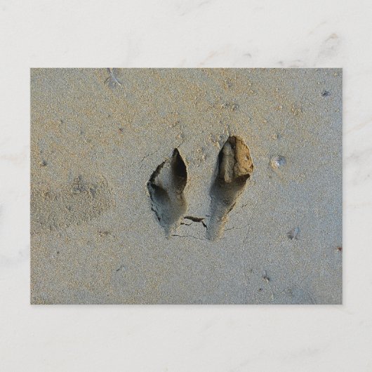 Wallaby Footprints in Sand Postkarte (Vorderseite)