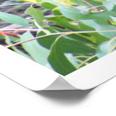 Wallaby im Wald Poster (Ecke)