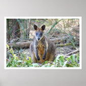 Wallaby im Wald Poster (Vorne)