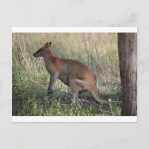 WALLABY LÄNDLICHE QUEENSLAND AUSTRALIEN POSTKARTE