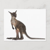 Wallaby - Macropus robustus (3 Monate alt) Postkarte (Vorderseite)