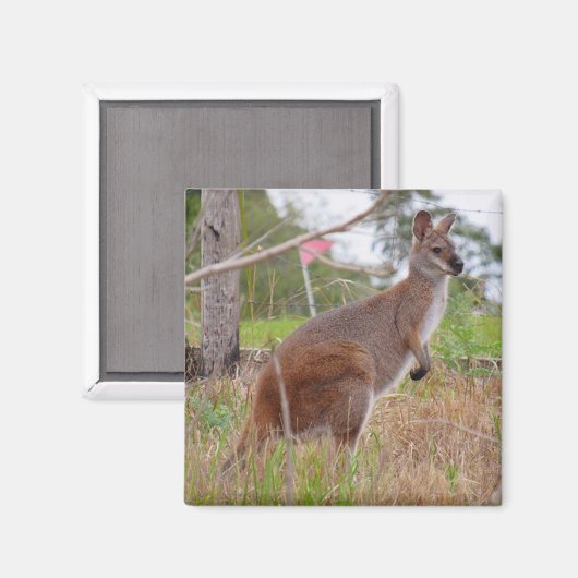 Wallaby Magnet (Vorderseite/Rückseite)