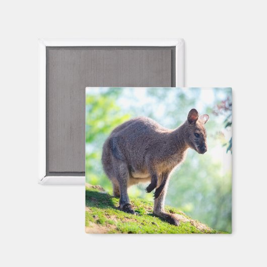 Wallaby Magnet (Vorderseite/Rückseite)
