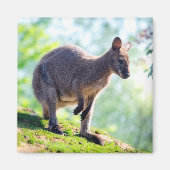 Wallaby Magnet (Vorne)