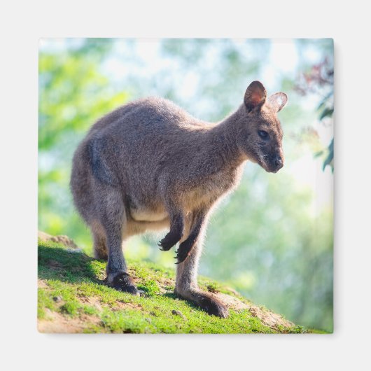 Wallaby Magnet (Vorne)