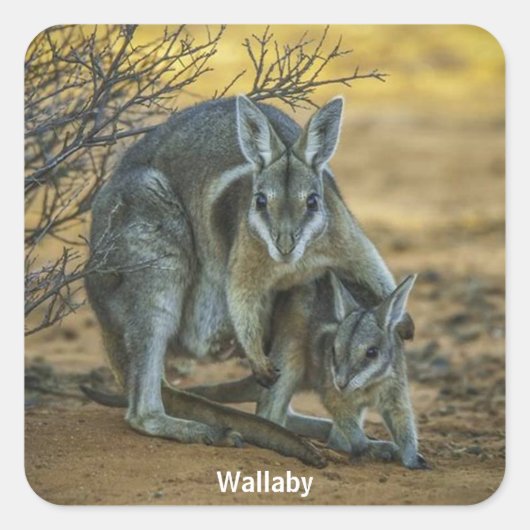 Wallaby mit Baby Quadratischer Aufkleber (Vorderseite)