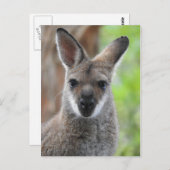 Wallaby Postcard Postkarte (Vorne/Hinten)