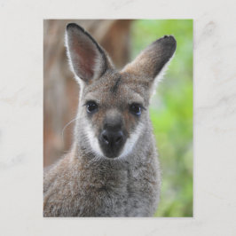 Wallaby Postcard Postkarte