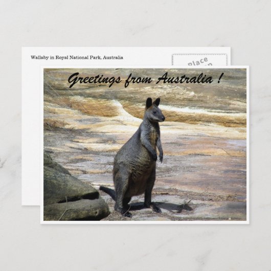 Wallaby Postkarte (Vorne/Hinten)