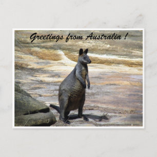 Wallaby Postkarte