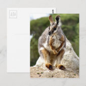 Wallaby Postkarte (Vorne/Hinten)
