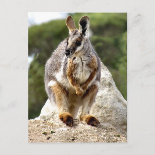 Wallaby Postkarte (Vorderseite)