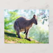 Wallaby Postkarte (Vorderseite)