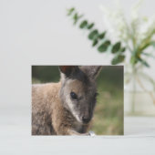 Wallaby Postkarte (Stehend Vorderseite)