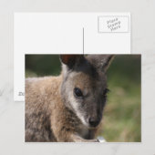 Wallaby Postkarte (Vorne/Hinten)