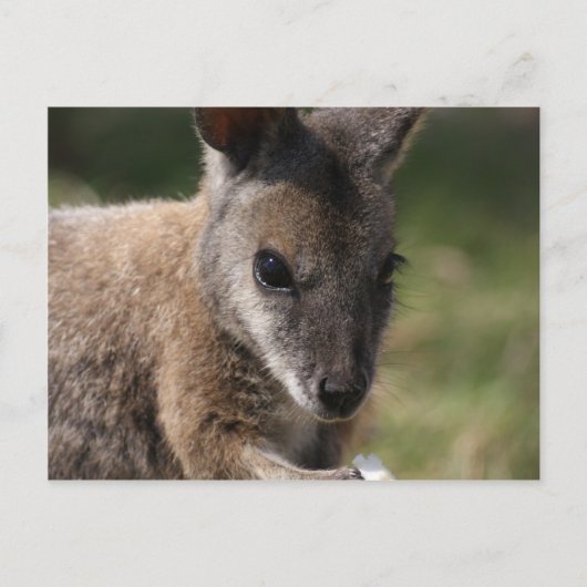 Wallaby Postkarte (Vorderseite)