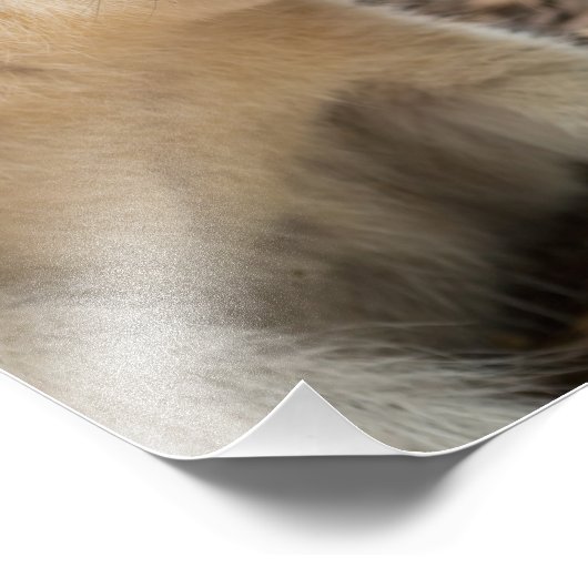 Wallaby Profile Fotodruck (Ecke)