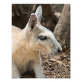 Wallaby Profile Fotodruck (Vorne)