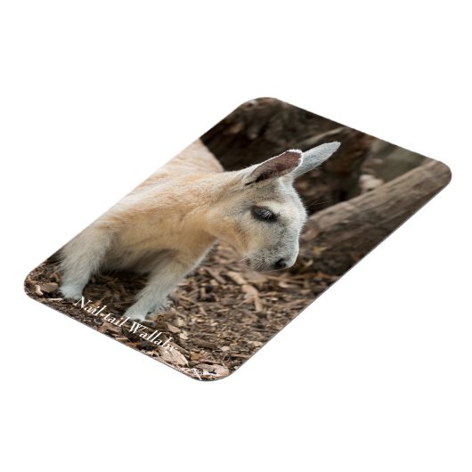 Wallaby Profile Magnet (Linke Seite)