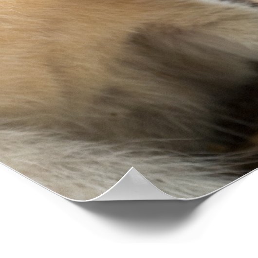 Wallaby Profile Poster (Ecke)