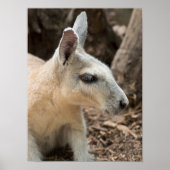 Wallaby Profile Poster (Vorne)