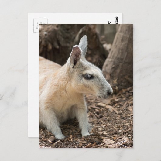Wallaby Profile Postkarte (Vorne/Hinten)