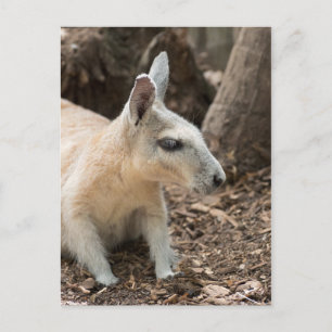 Wallaby Profile Postkarte