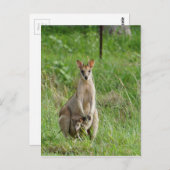 WALLABY UND JOEY LÄNDLICHE QUEENSLAND AUSTRALIEN POSTKARTE (Vorne/Hinten)