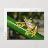 Wallace's Fliegenfrosch, a/k/a Fallschirmfrösch Postkarte (Vorne/Hinten)