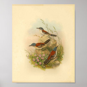 Wallace's Todopsis-Zaunkönig Brauner Vogel Vintage Poster