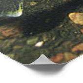 Walleye im Tank-Foto Poster (Ecke)