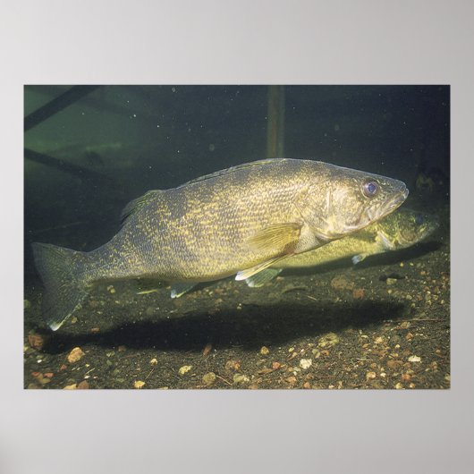 Walleye im Tank-Foto Poster (Vorne)